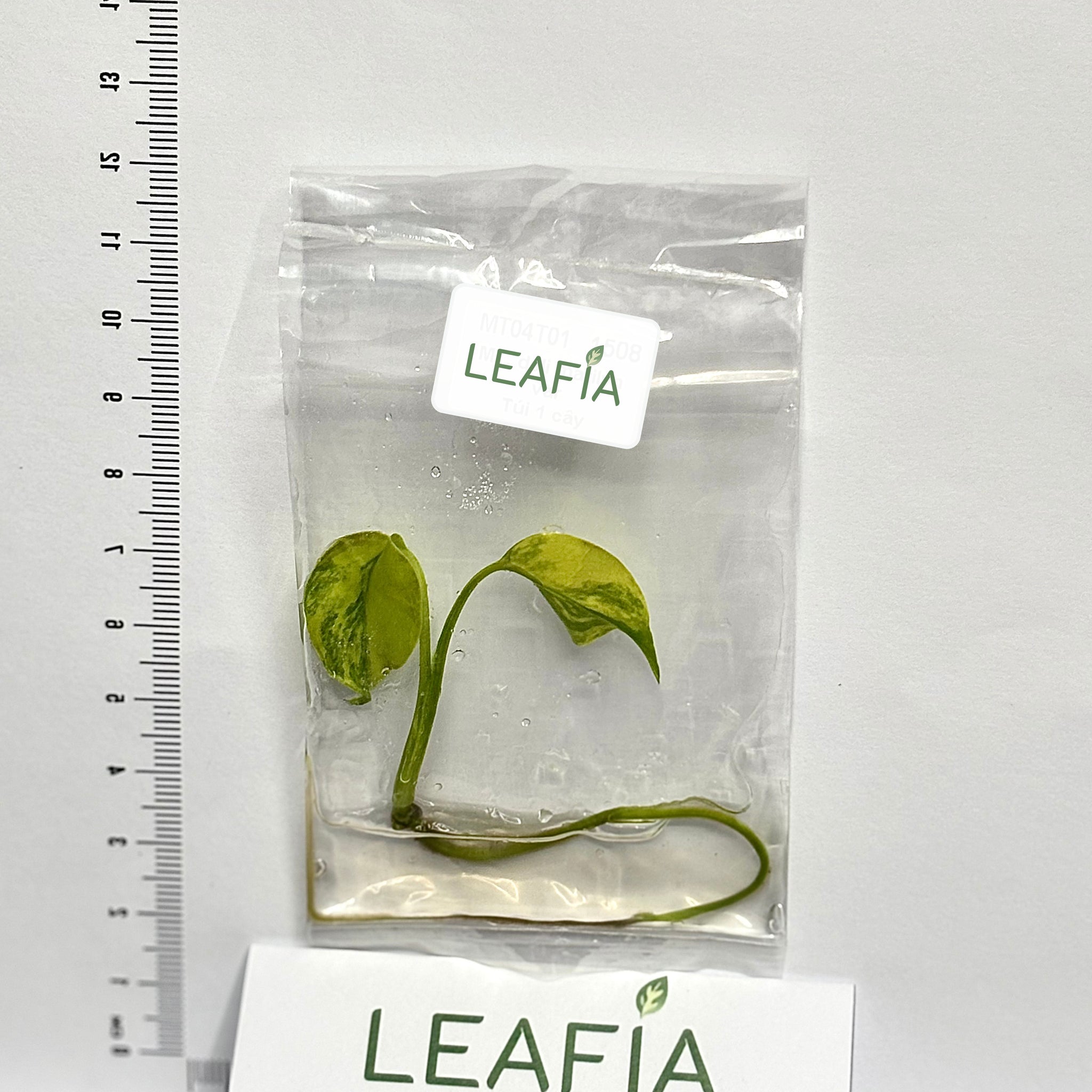 Monstera Deliciosa Yellow Marilyn Tissue Culture - Grower's Choice