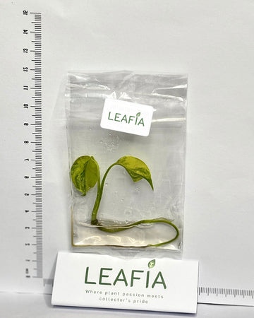 Monstera Deliciosa Yellow Marilyn Tissue Culture - Grower's Choice