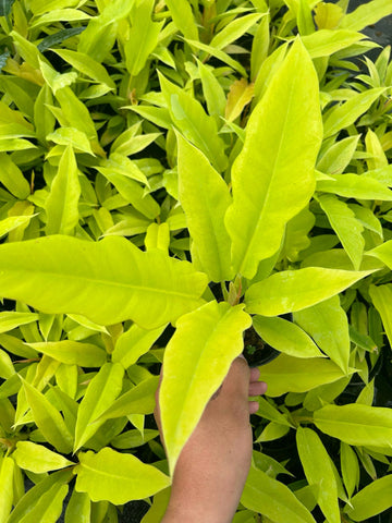 Philodendron Ring of fire Gold Tissue Culture - Grower's Choice