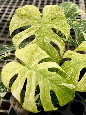 Monstera Deliciosa SphinX Tissue Culture - Grower's Choice