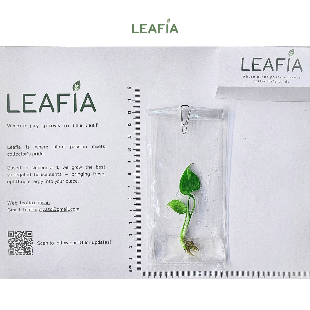 Monstera Serriana Tissue Culture - Grower's Choice