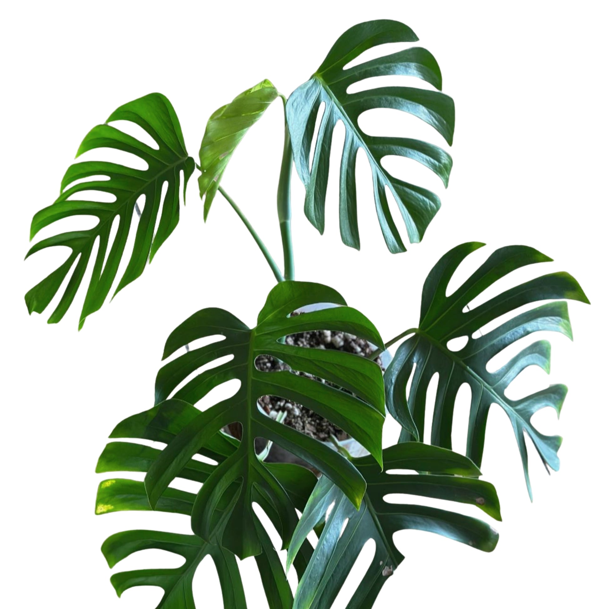 sierrana monstera Monstera Sierrana Tissue Culture - 5 plants per bag