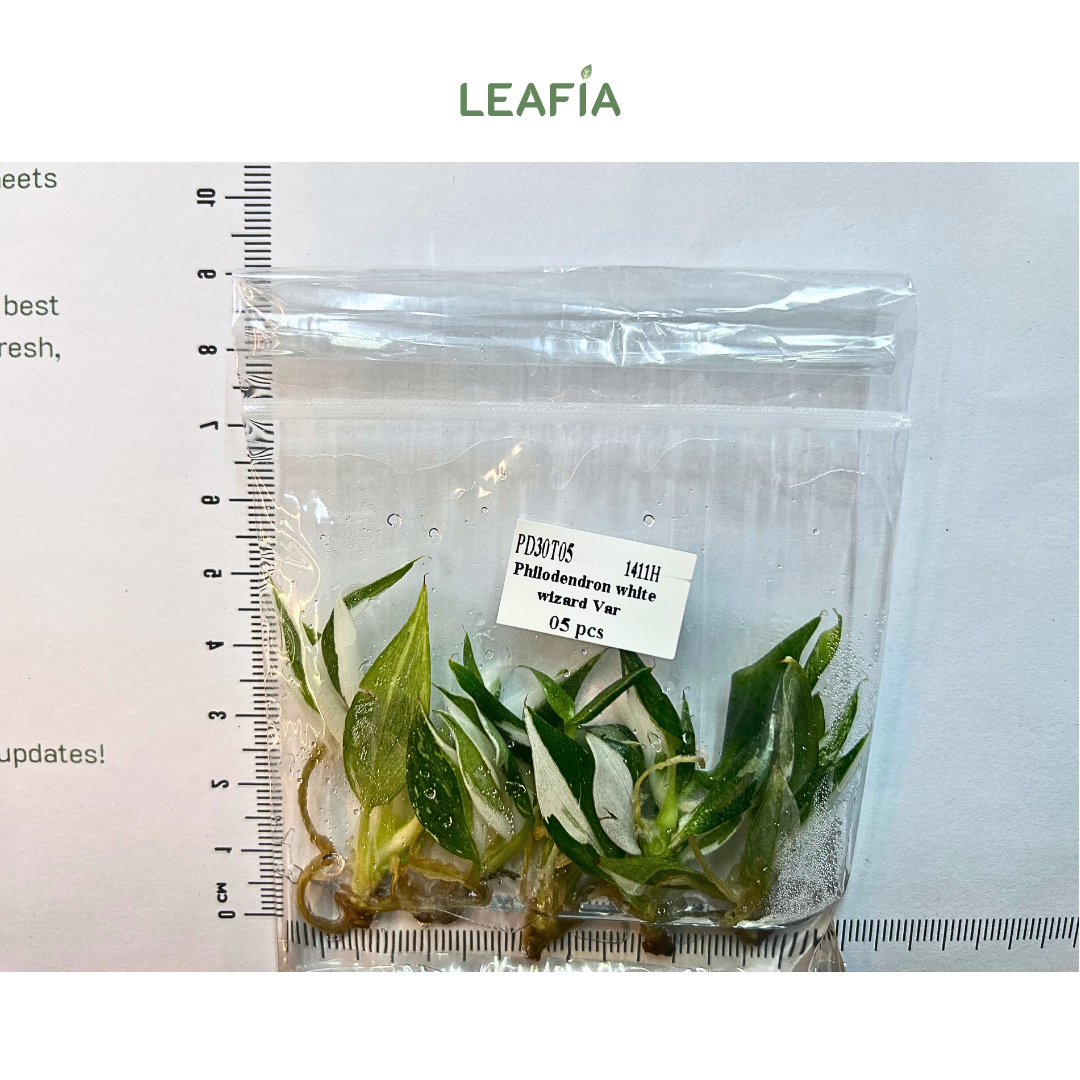 Philodendron 'White Wizard Var' Tissue Culture - 5 plants per bag - Grower's Choice