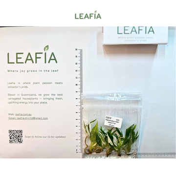 Philodendron 'White Wizard Var' Tissue Culture - 5 plants per bag - Grower's Choice