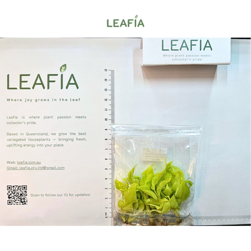 Philodendron Jungle Fever Yellow Tissue Culture - 5 plants per bag - Grower's Choice