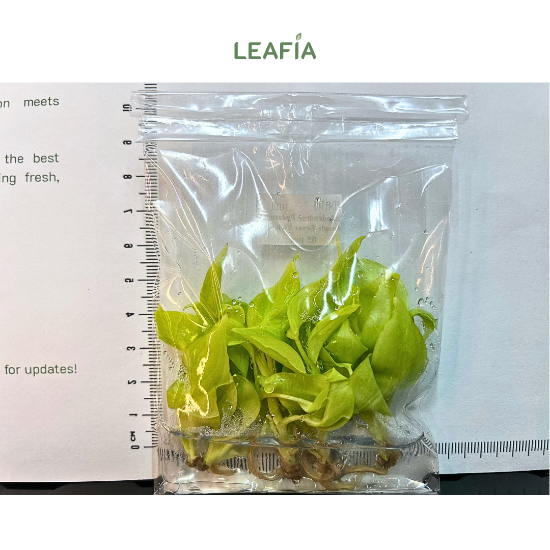 Philodendron Jungle Fever Yellow Tissue Culture - 5 plants per bag - Grower's Choice