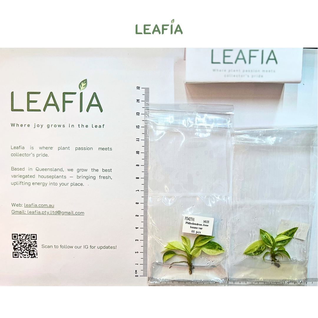 Philodendron Jose bouno Var Tissue Culture - Grower's Choice