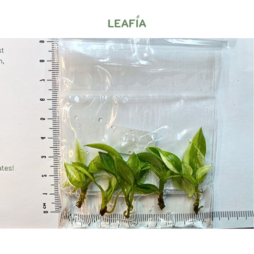 Philodendron Jose bouno Var Tissue Culture - 5 plants per bag - Grower's Choice