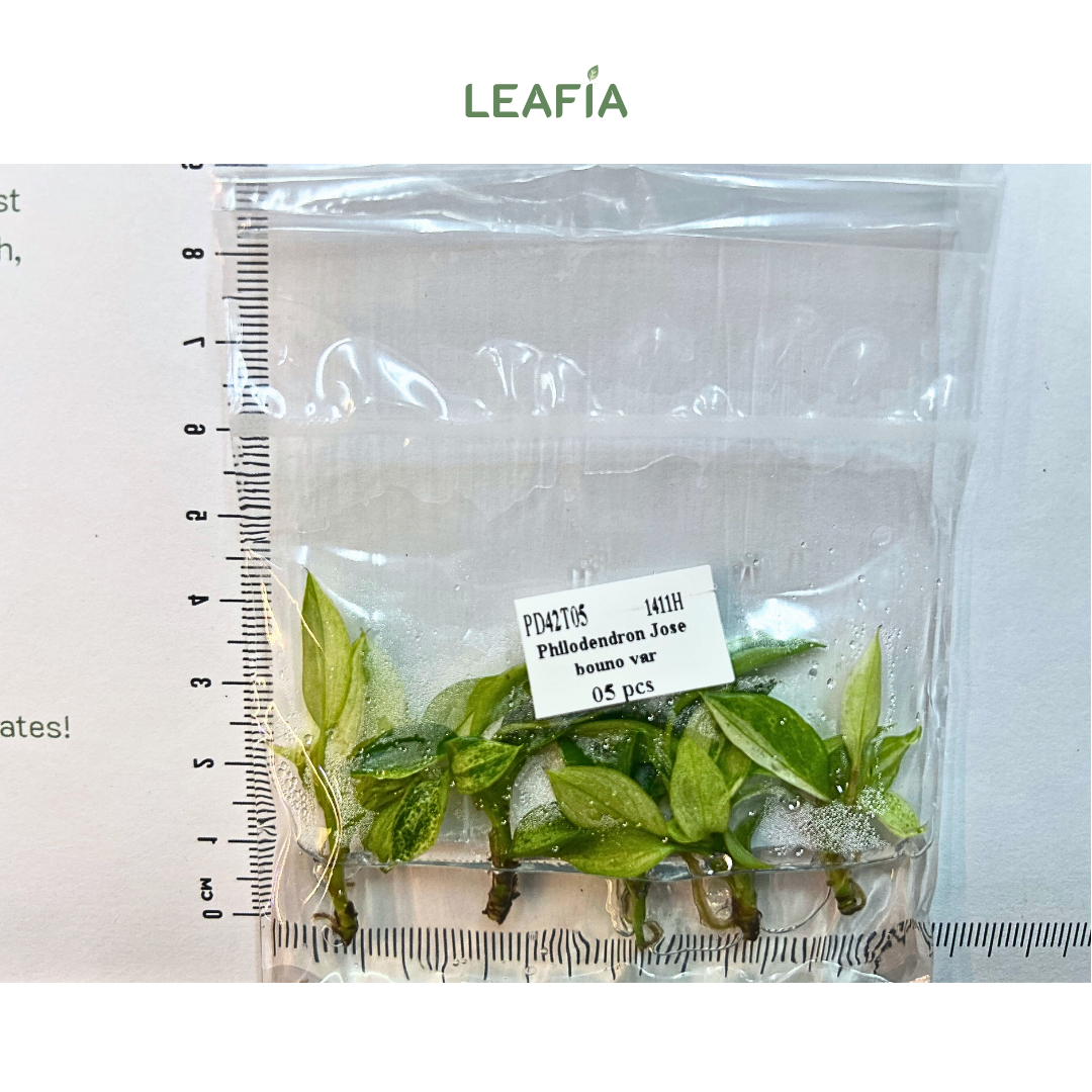 Philodendron Jose bouno Var Tissue Culture - 5 plants per bag - Grower's Choice