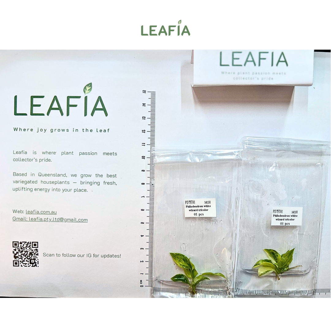 Philodendron White Wizard Tricolor Tissue Culture - Grower's Choice