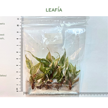 Philodendron Pink Princess High Var Tissue Culture - 05 plants per bag - Grower's Choice