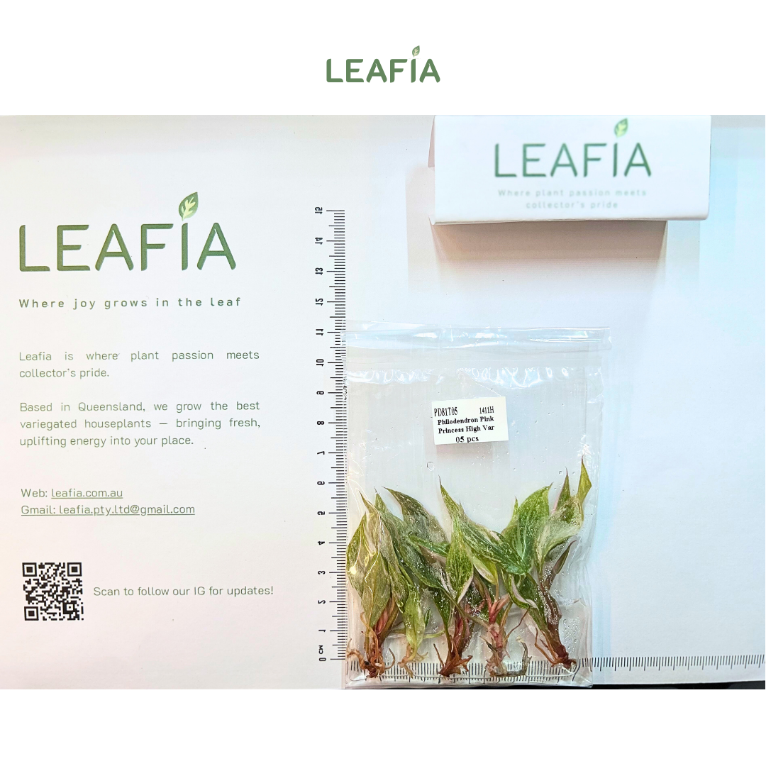 Philodendron Pink Princess High Var Tissue Culture - 05 plants per bag - Grower's Choice