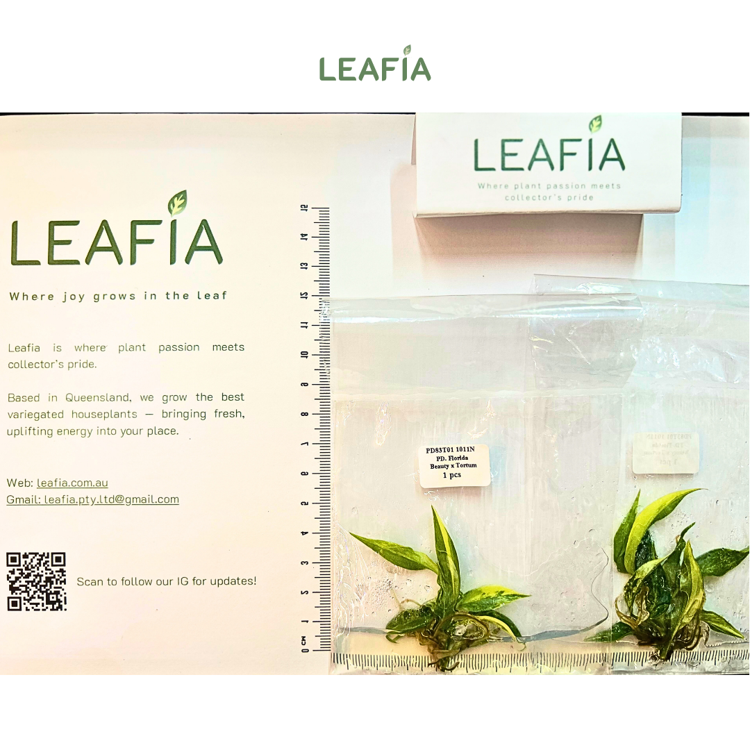 Philodendron Florida beauty x Tortum Tissue Culture - Grower's Choice