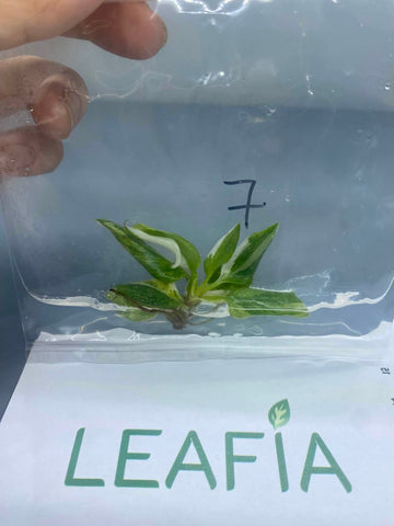 (NEW) Philodendron White Knight Tricolor TC exact plant