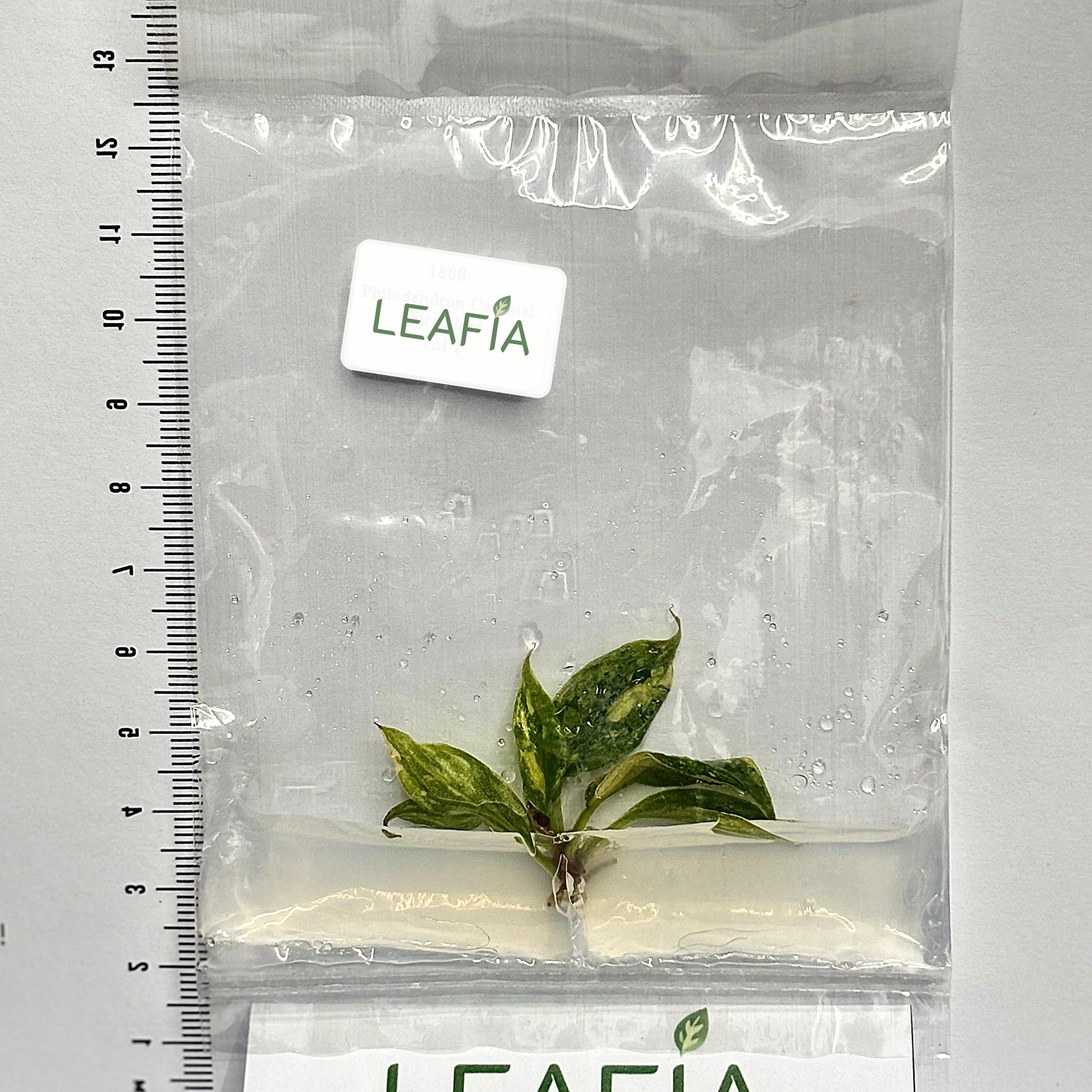 Philodendron Caramel Fire Tiger Tissue Culture - Grower's Choice