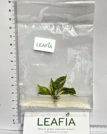 Philodendron Caramel Fire Tiger Tissue Culture - Grower's Choice