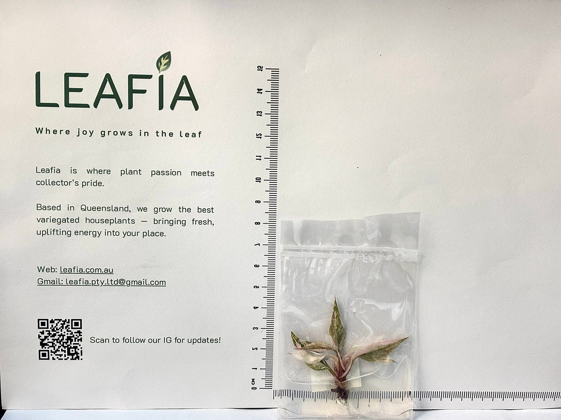 Philodendron Pink Princess High Var Tissue Culture - Grower's Choice