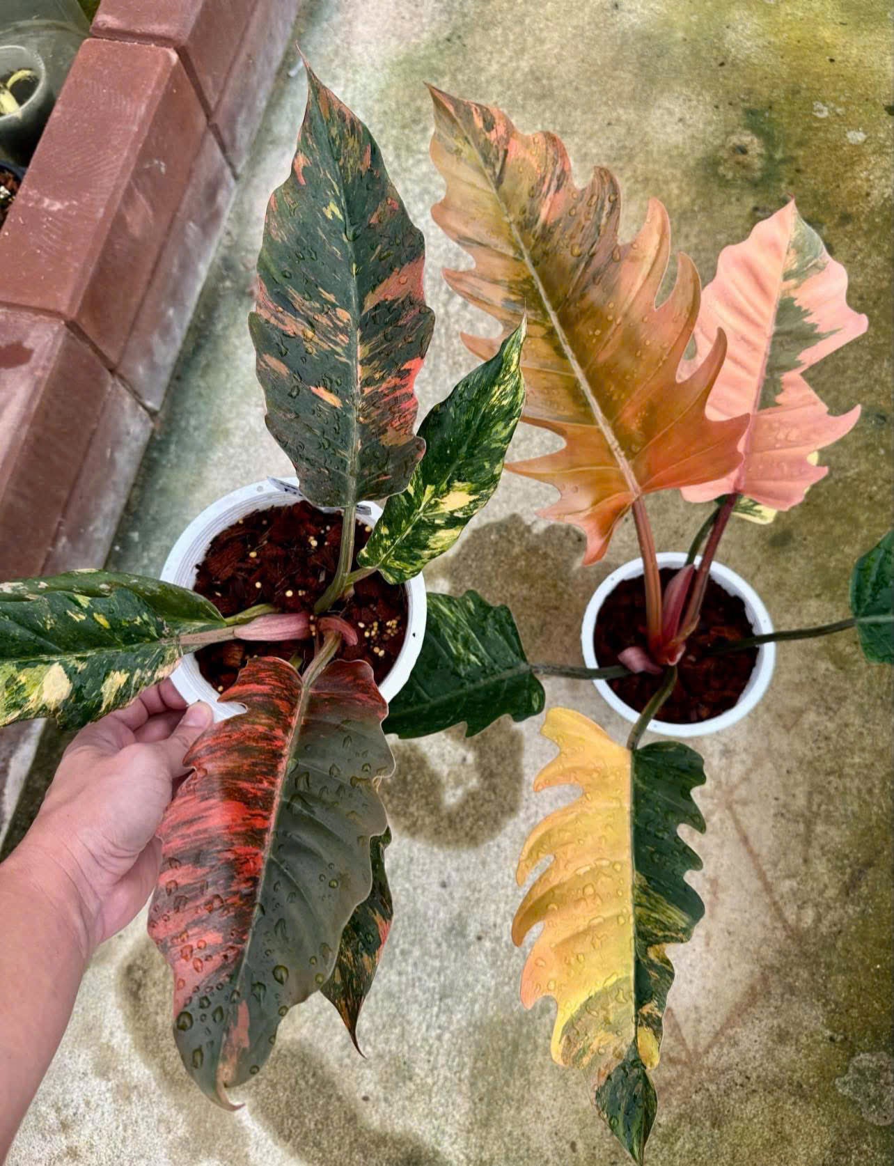 caramel philodendron Philodendron Caramel Marble Variegated Tissue Culture