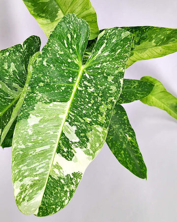 Philodendron Jose bouno Var Tissue Culture - Grower's Choice