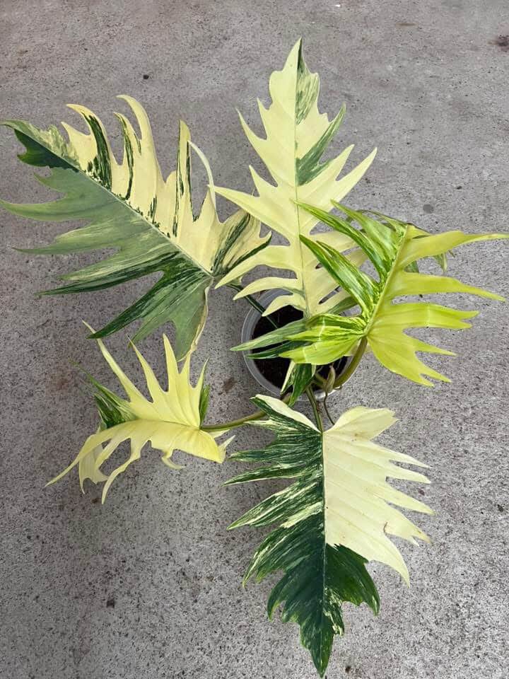 Philodendron Florida beauty x Tortum Tissue Culture - Grower's Choice