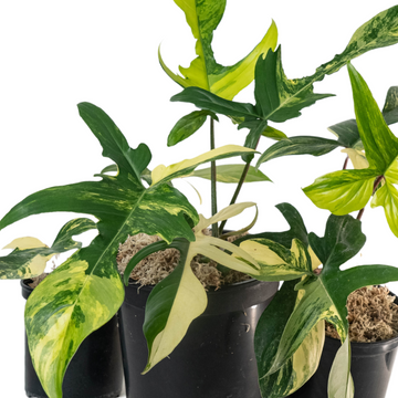 Philodendron Florida beauty Variegated Tissue Culture - Grower's Choice