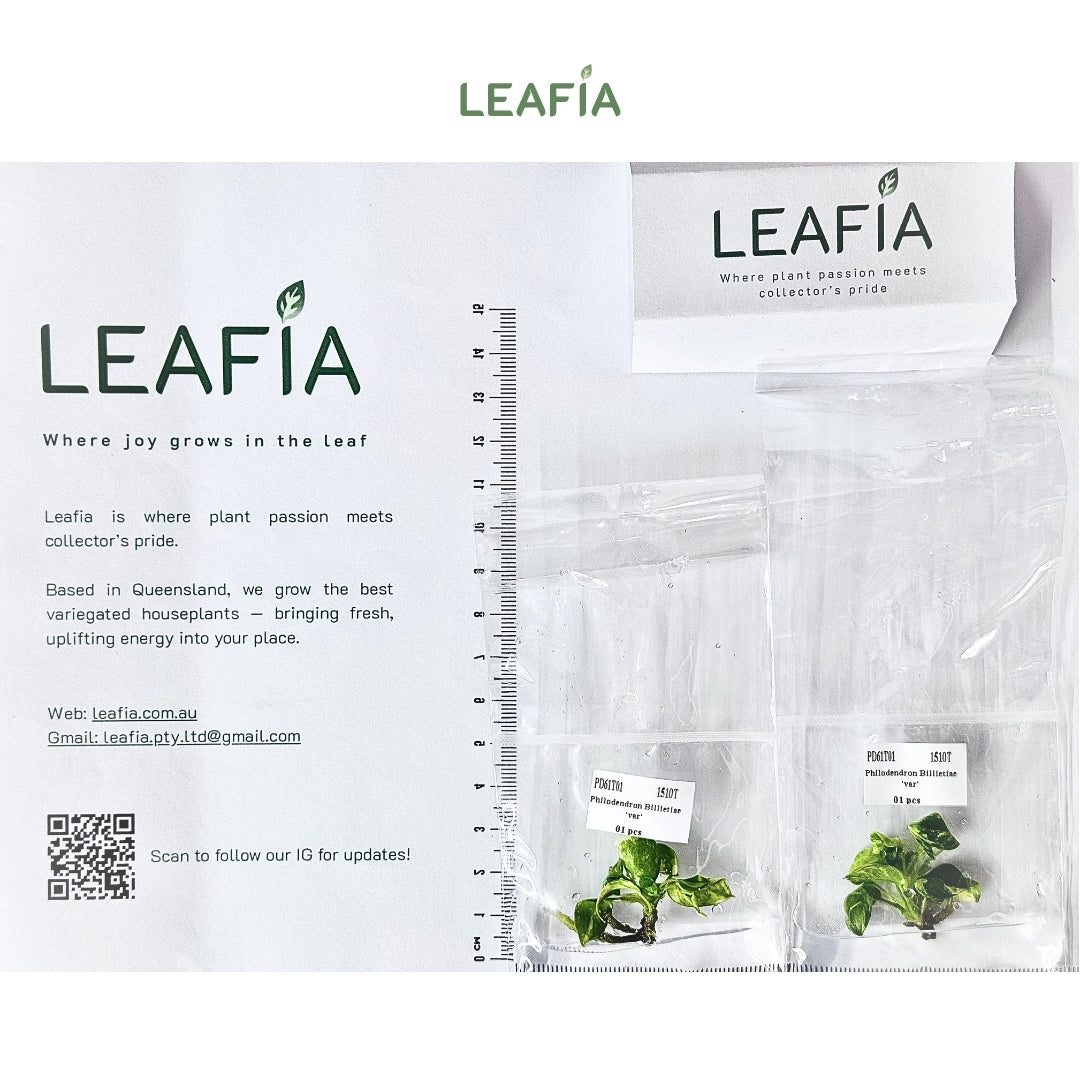 Philodendron Billietiae Variegated Tissue Culture - Grower's Choice