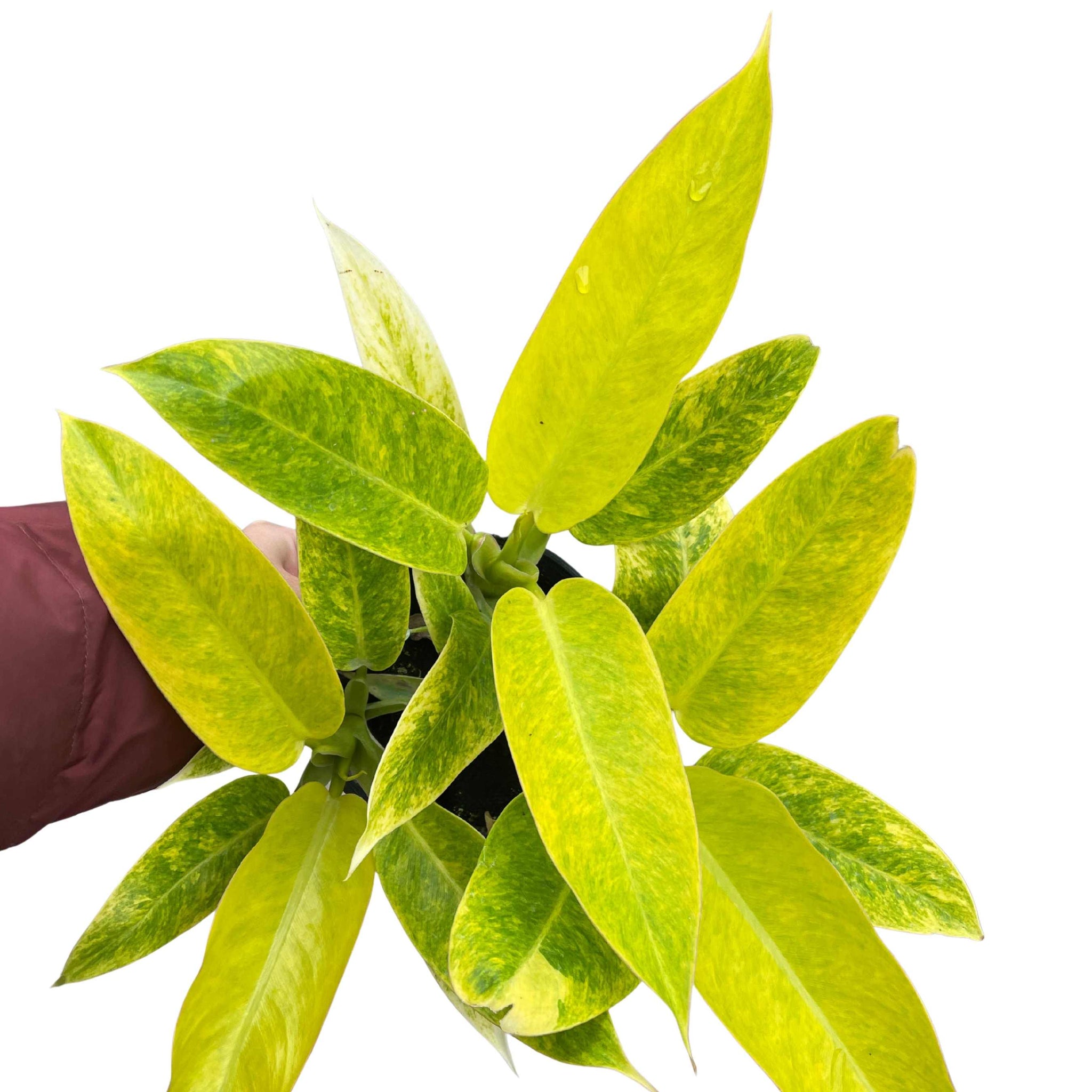 Philodendron Calkins Gold Tissue Culture - Grower's Choice