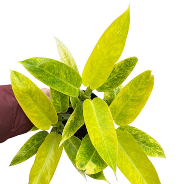 Philodendron Calkins Gold Tissue Culture - Grower's Choice