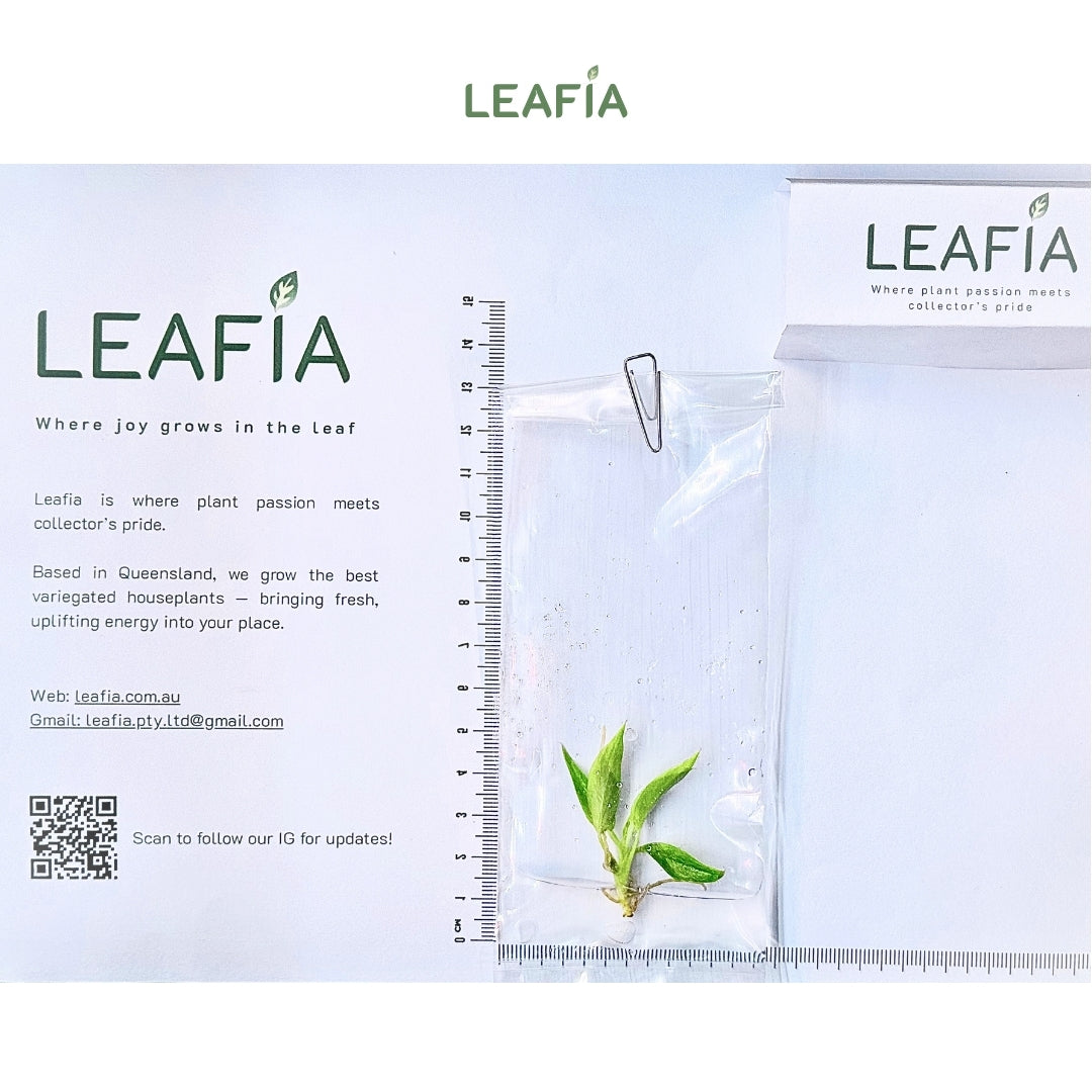 Philodendron Calkins Gold Tissue Culture - Grower's Choice