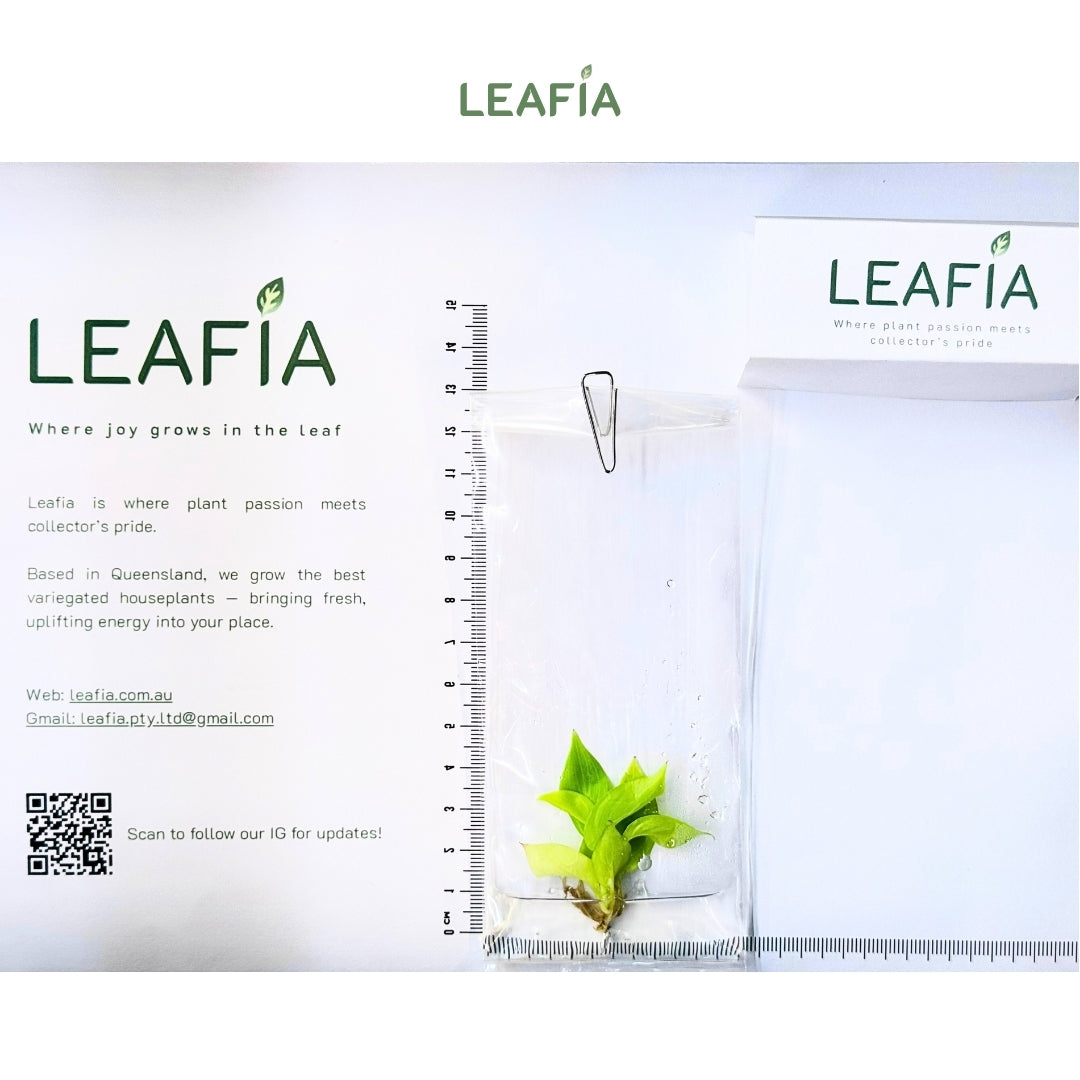 Philodendron Jungle Fever Yellow Tissue Culture - Grower's Choice