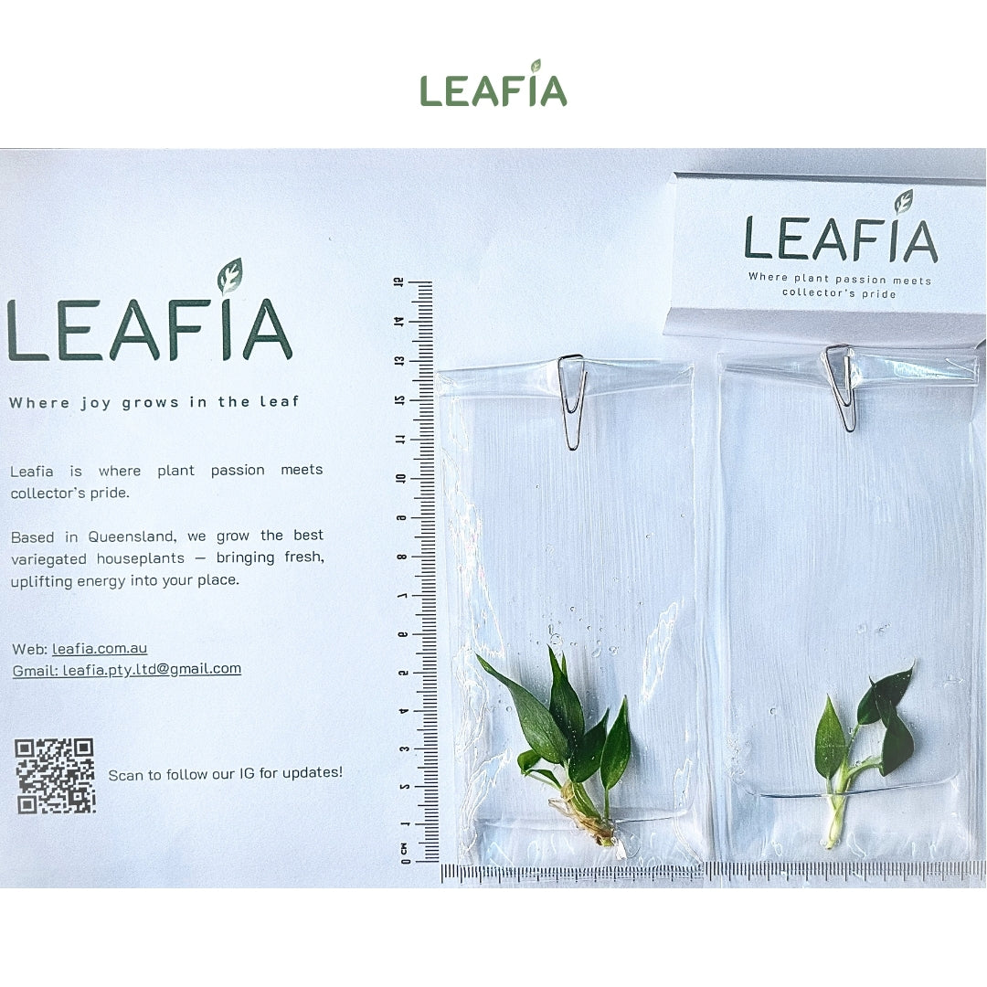 growing philodendron in bags Philodendron Minarum Tissue Culture