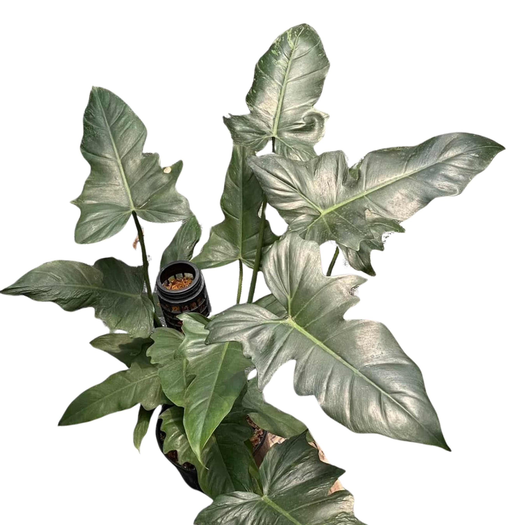 Philodendron Minarum Tissue Culture - Grower's Choice