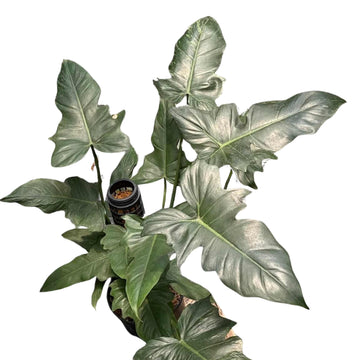 Philodendron Minarum Tissue Culture - Grower's Choice