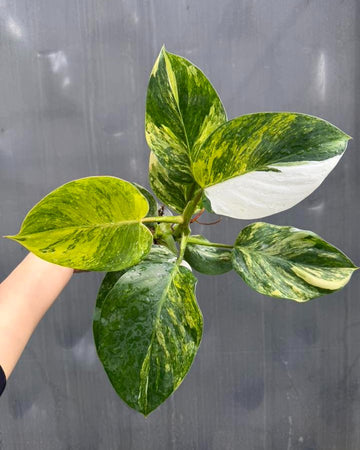 Philodendron White Wizard Tricolor Rooted Exact Plant - Grower's Choice