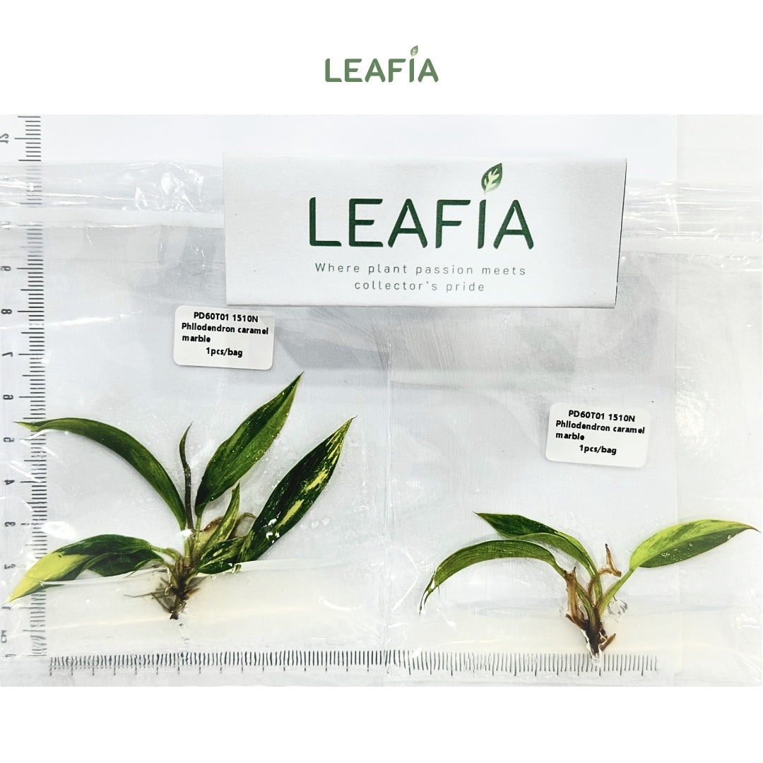 Philodendron Caramel Marble Variegated Tissue Culture - Grower's Choice