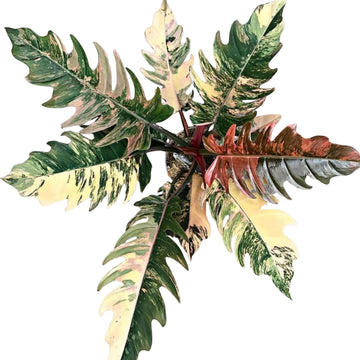 Philodendron Caramel Marble Variegated Tissue Culture - Grower's Choice