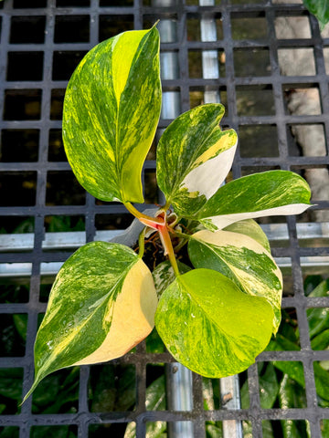 Philodendron White Wizard Tricolor Tissue Culture - Grower's Choice