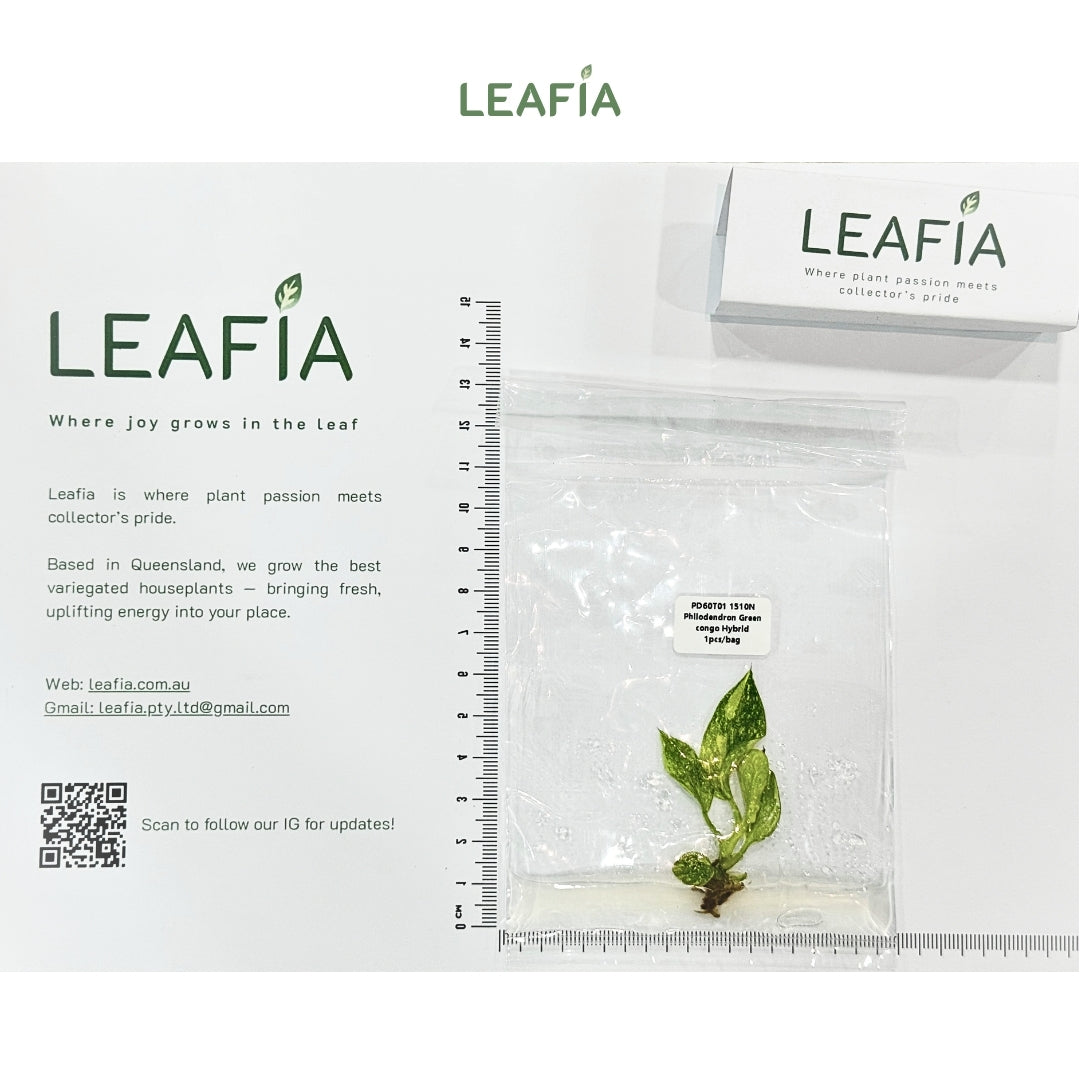 Philodendron Green Congo Hybrid Tissue Culture - Grower's Choice