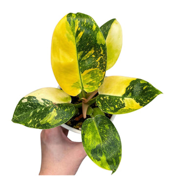 Philodendron Green Congo Hybrid Tissue Culture - Grower's Choice