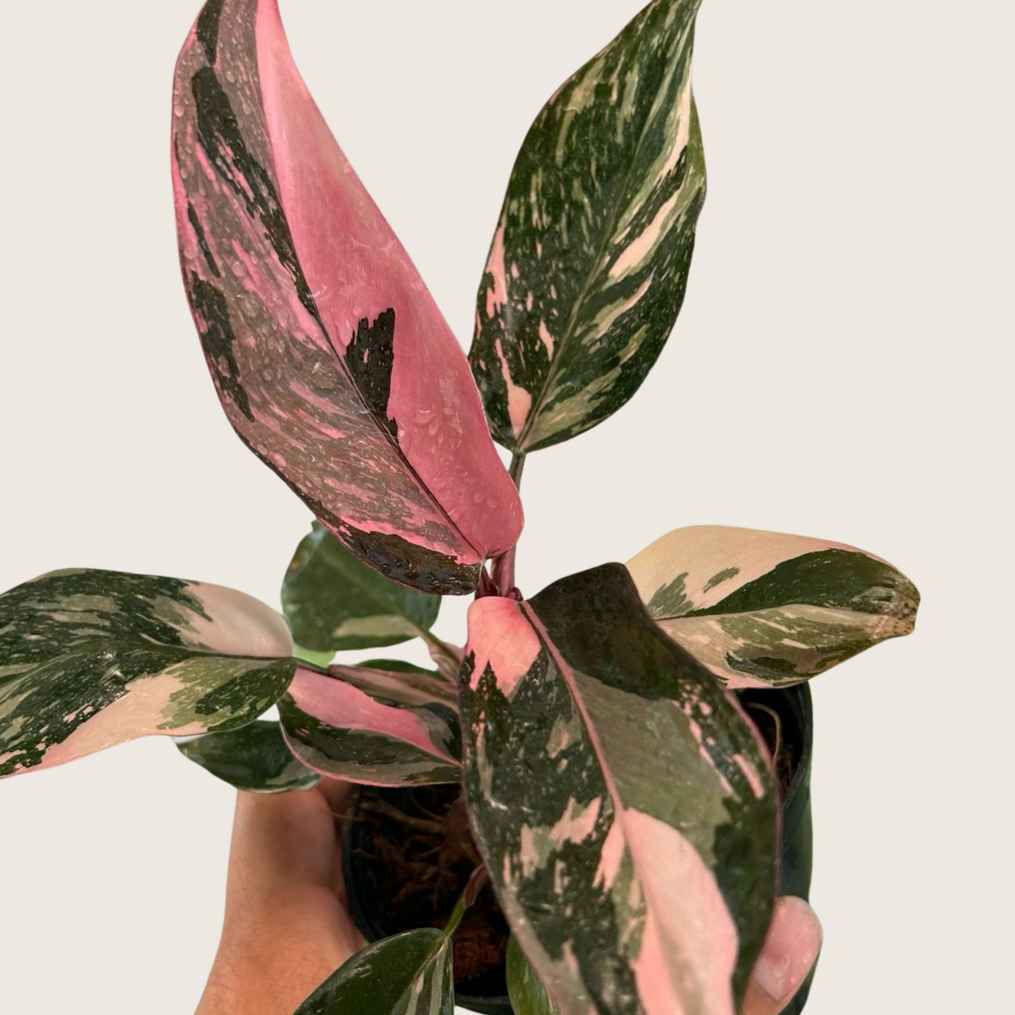 Philodendron Pink Princess High Var Tissue Culture - Grower's Choice