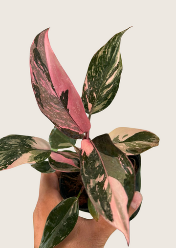 Philodendron Pink Princess High Var Tissue Culture - Grower's Choice