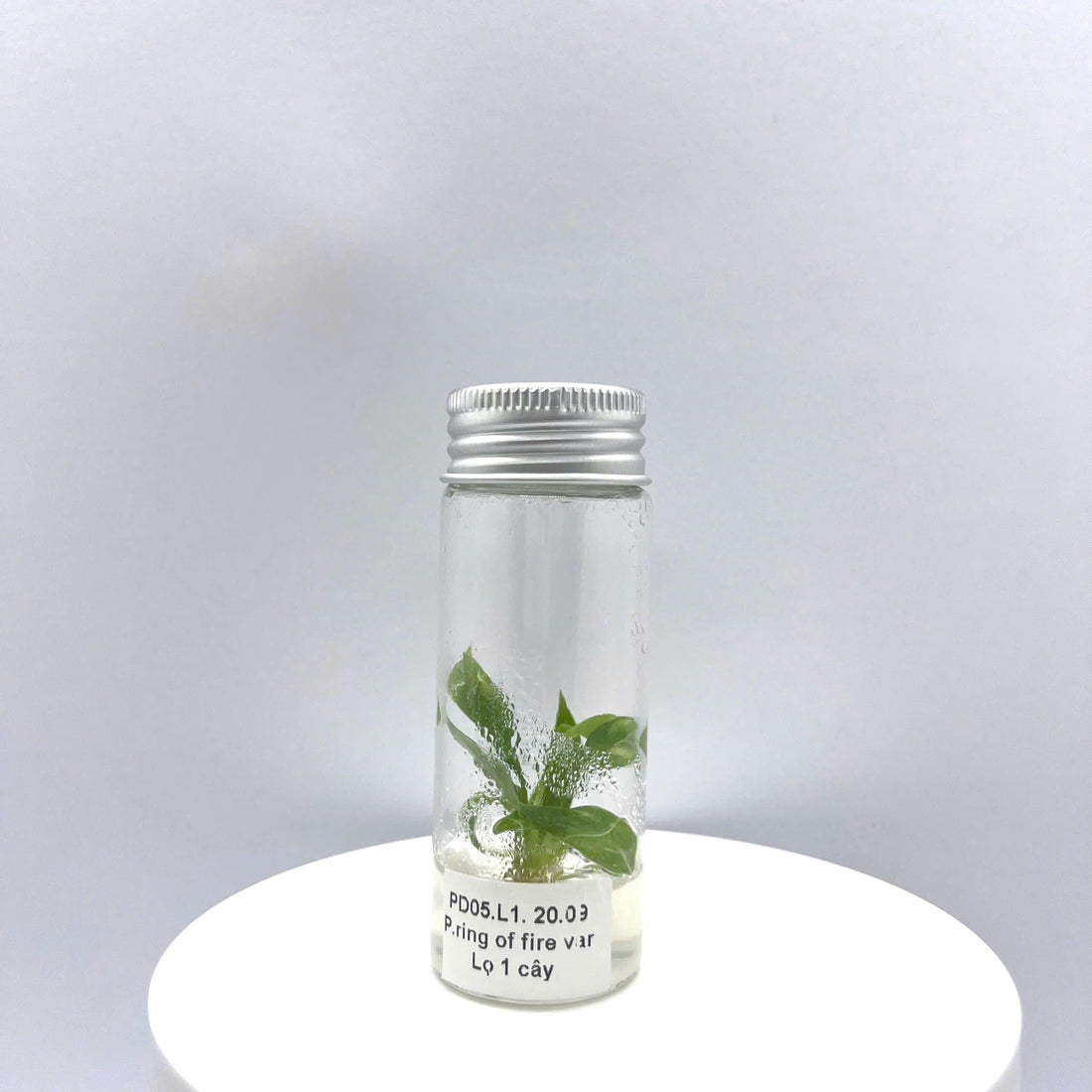 Philodendron Ring Of Fire Variegated Tissue Culture - Grower's Choice