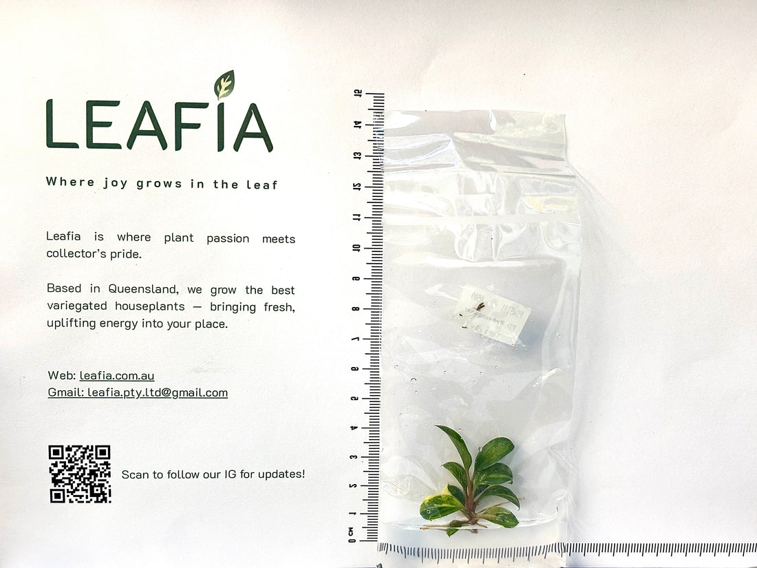 Philodendron Red Congo Variegated Tissue Culture - Grower's Choice