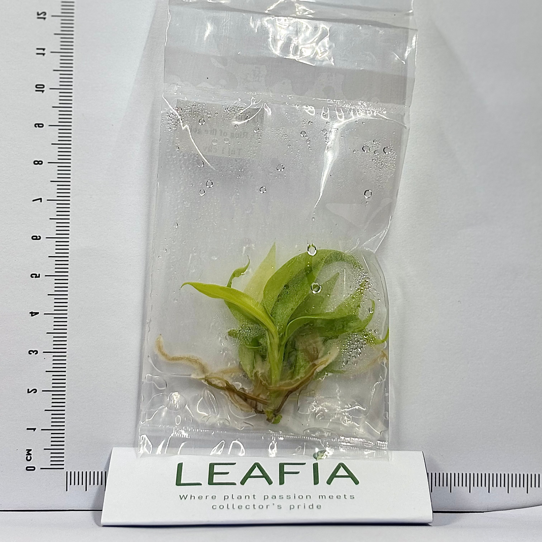 Philodendron Ring of fire Gold Tissue Culture - Grower's Choice