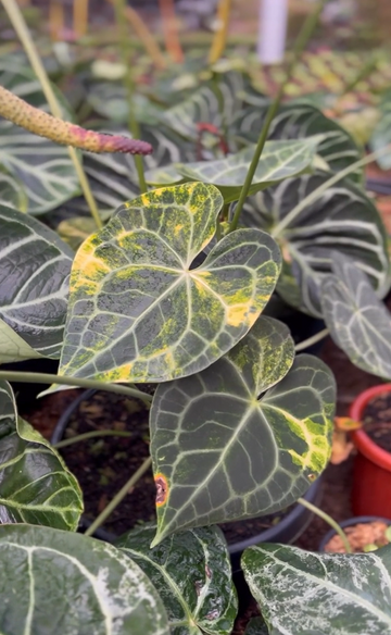 Anthurium Clarinervium Variegated Tissue Culture - Grower's Choice