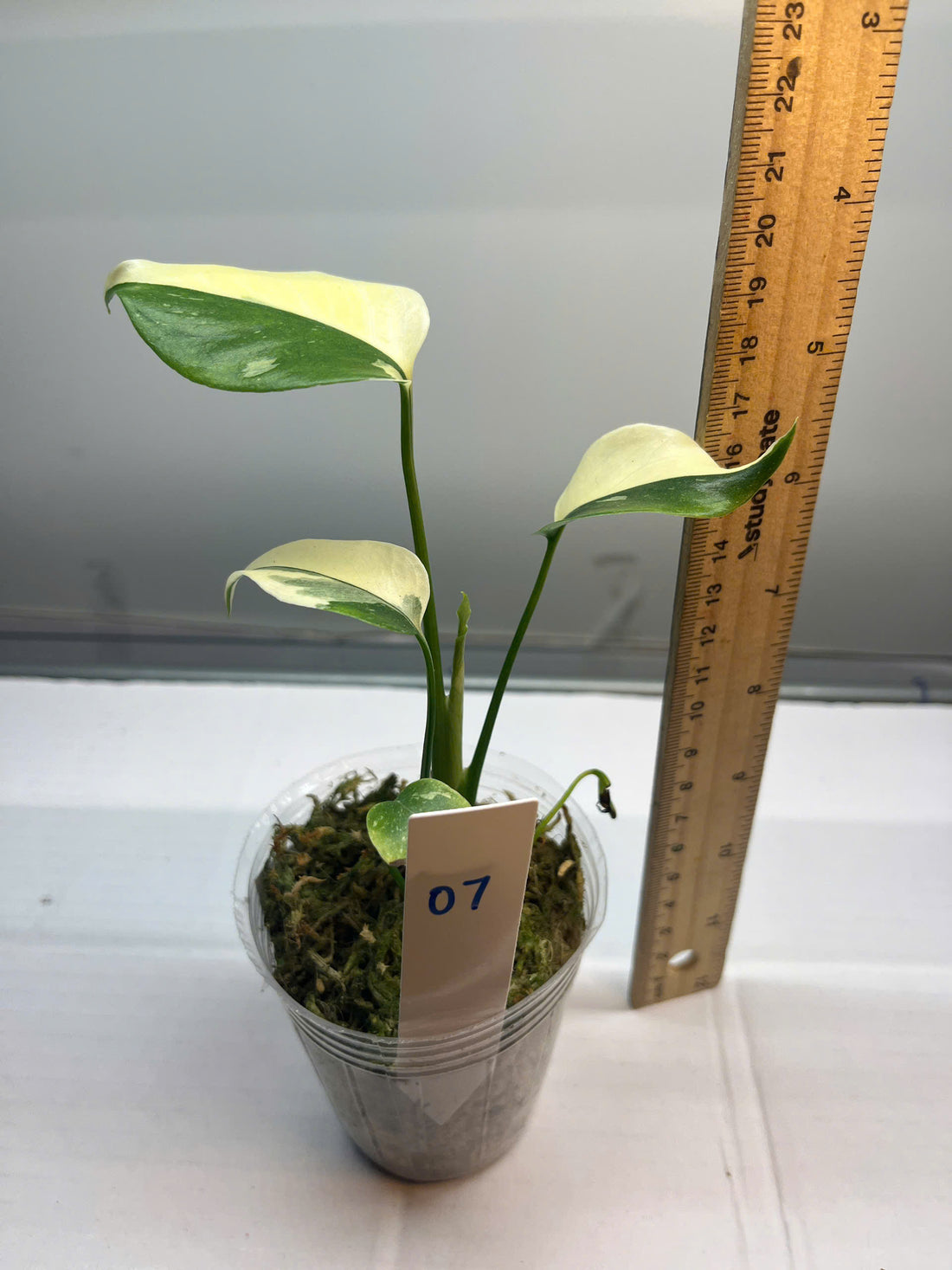 LIVESTREAM 03.07 - Monstera Thai Constellation High Var Rooted Plant - Selected Plant