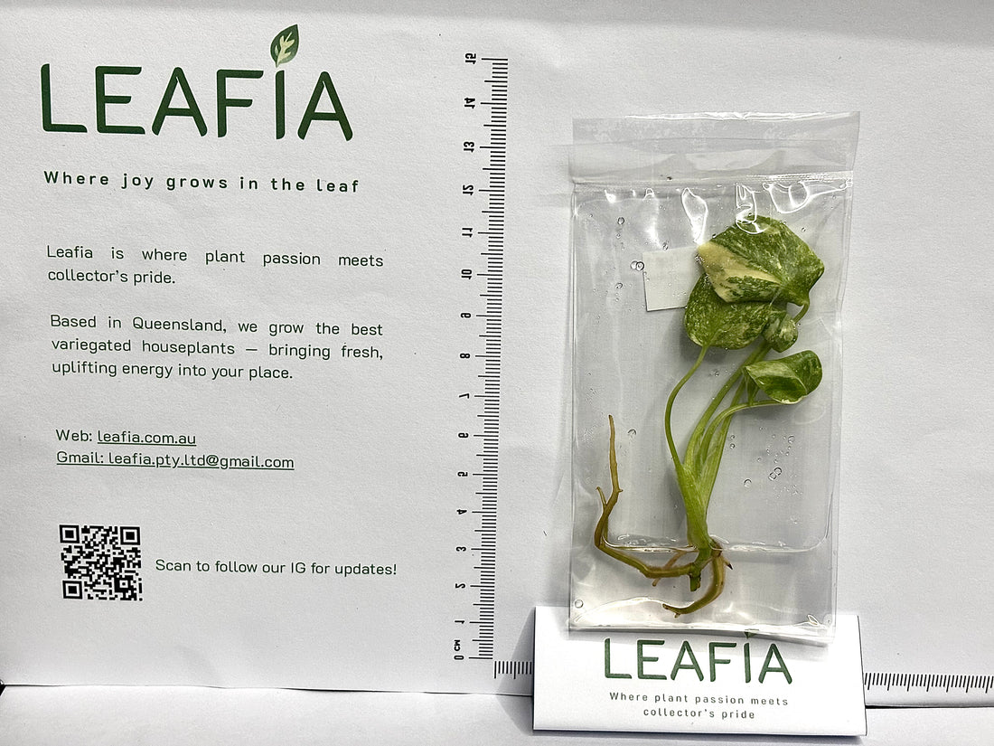 Monstera Thai Constellation High Variegation TC - Grower's Choice