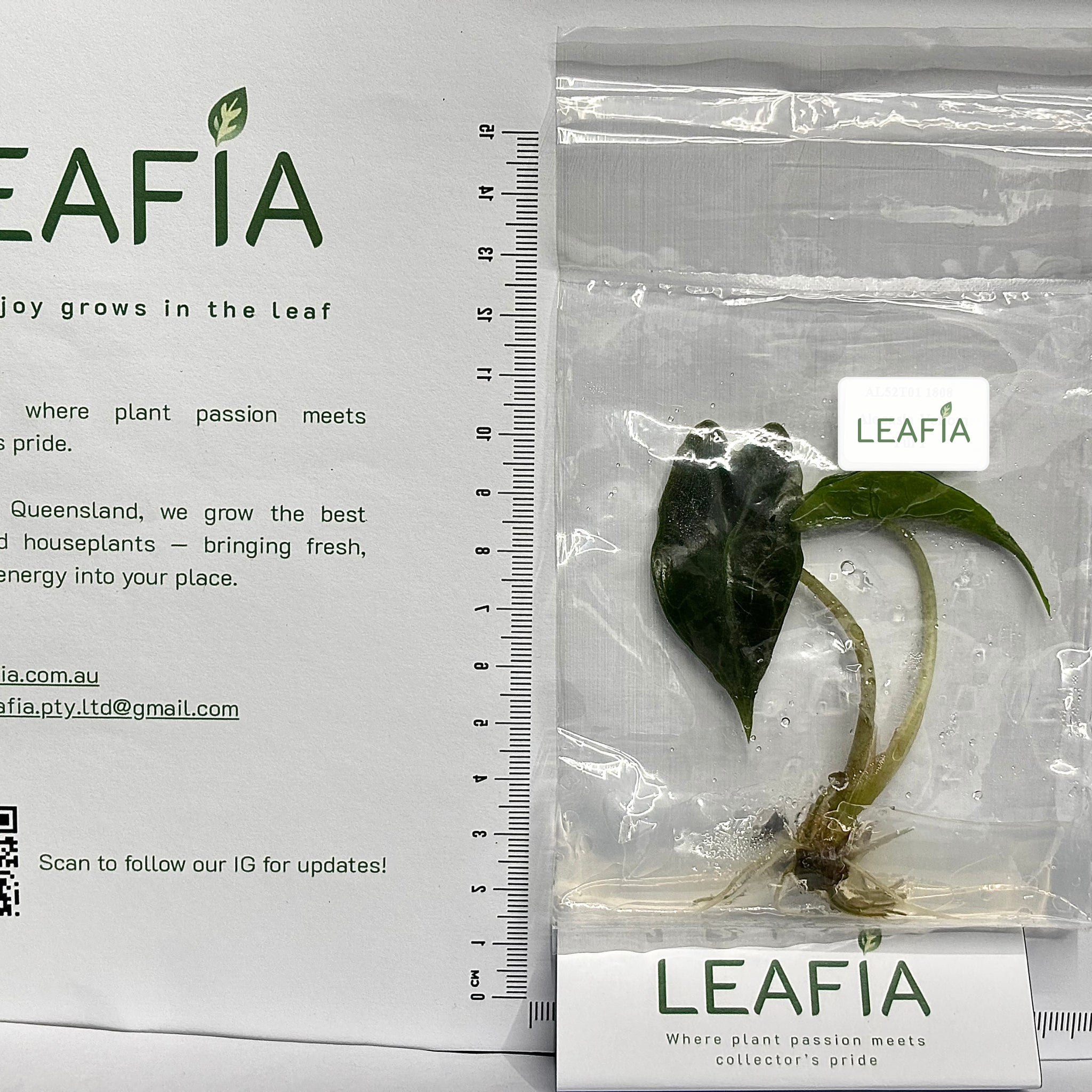 Alocasia Venom Tissue Culture - Grower's Choice