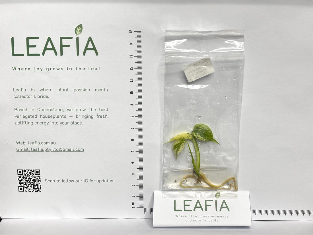 Monstera White Monster Tissue Culture - Grower's Choice