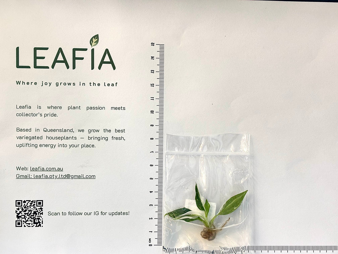 Philodendron White Wizard Tissue Culture - Grower's Choice